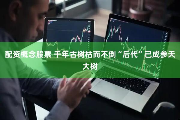 配资概念股票 千年古树枯而不倒“后代”已成参天大树